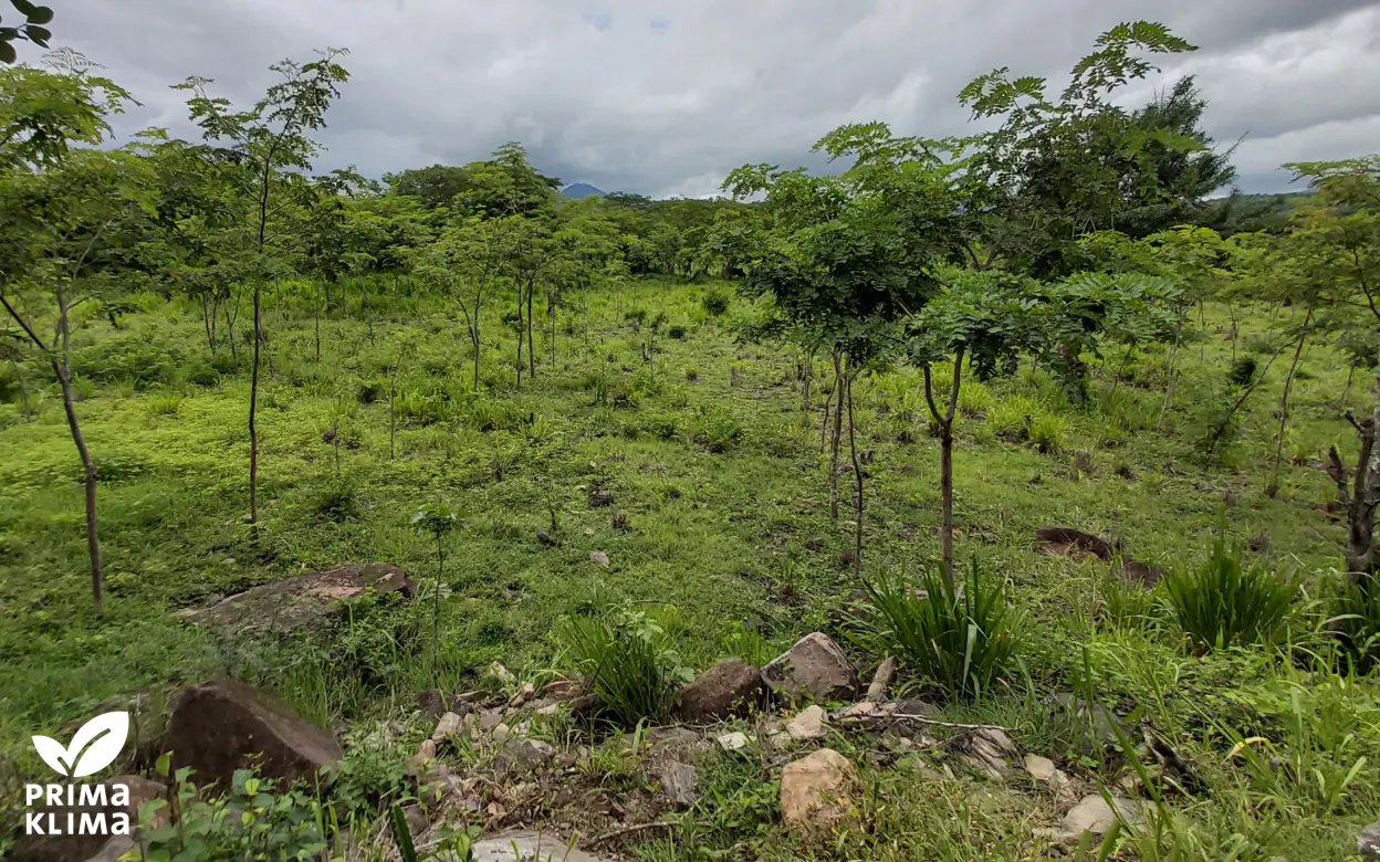 Projektfläche Nicaragua