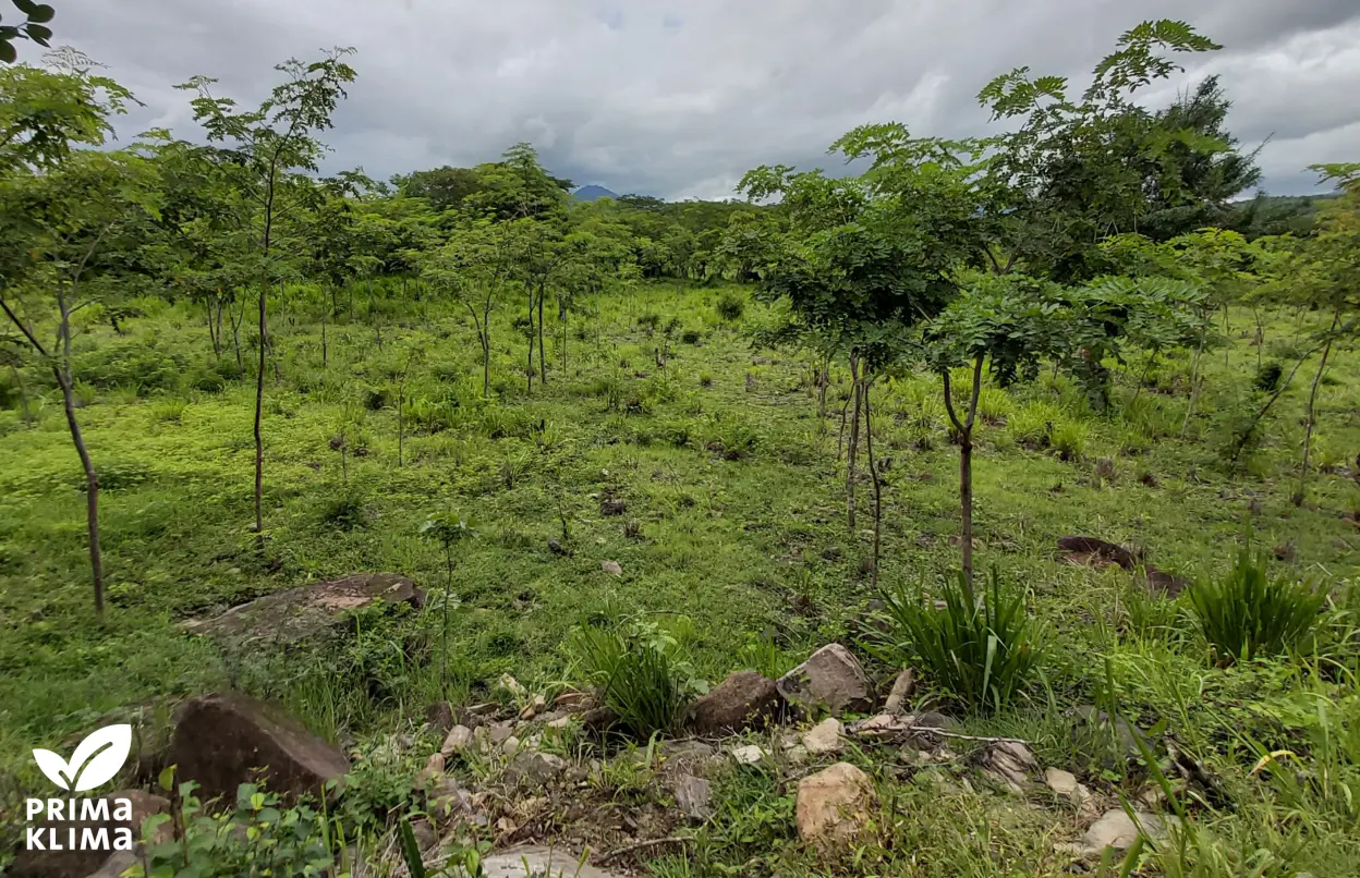 Projektfläche Nicaragua