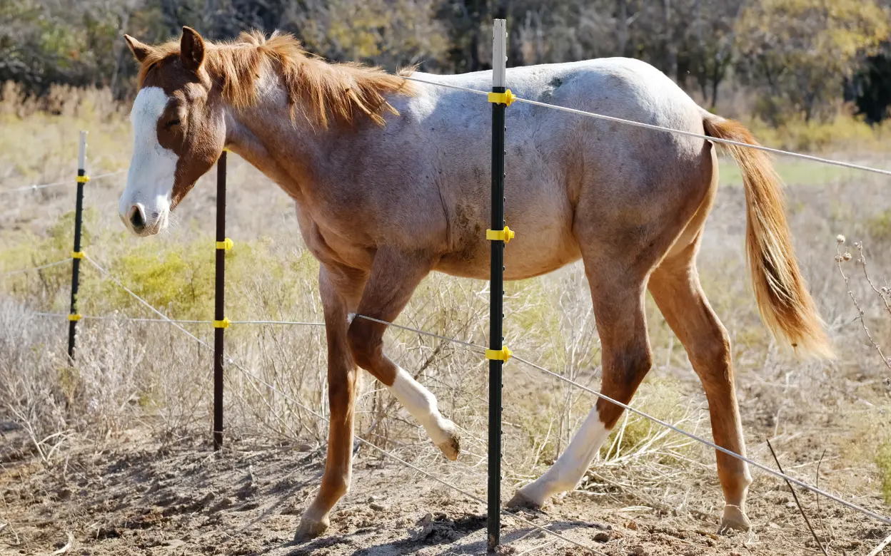 Fohlen auf der Weide
