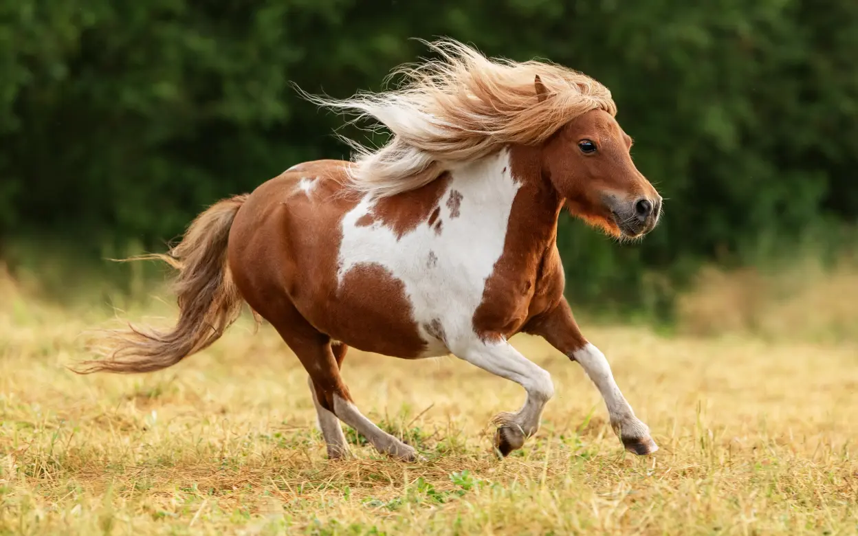 Shetlandpony im Galopp