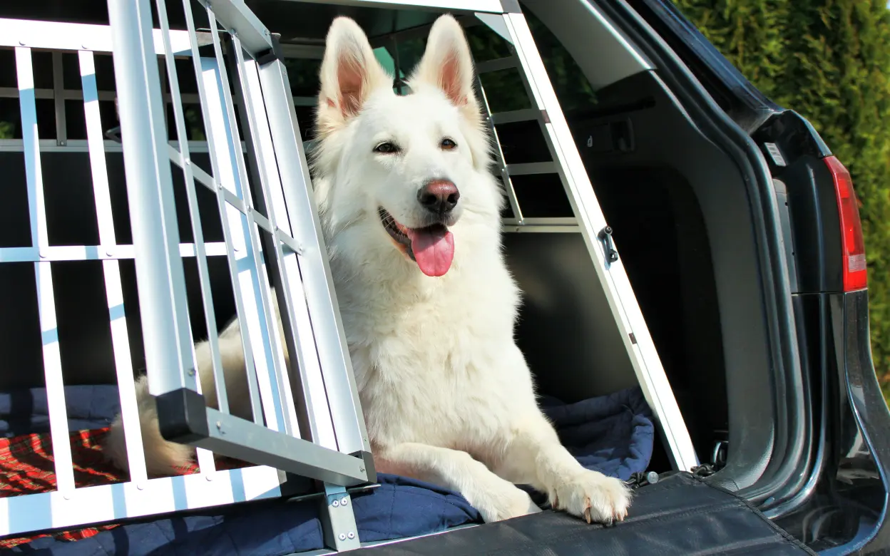 Schäferhund auf Reisen in Transportbox im Auto