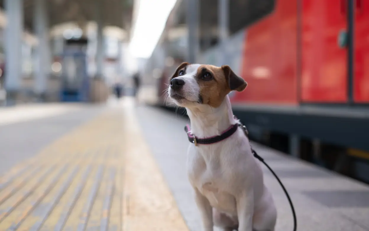 Jack Russell Terrier auf Reisen am Bahnhof