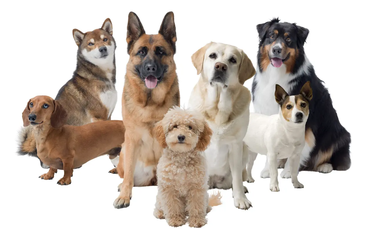 Freisteller mit verschiedenen Hunderassen