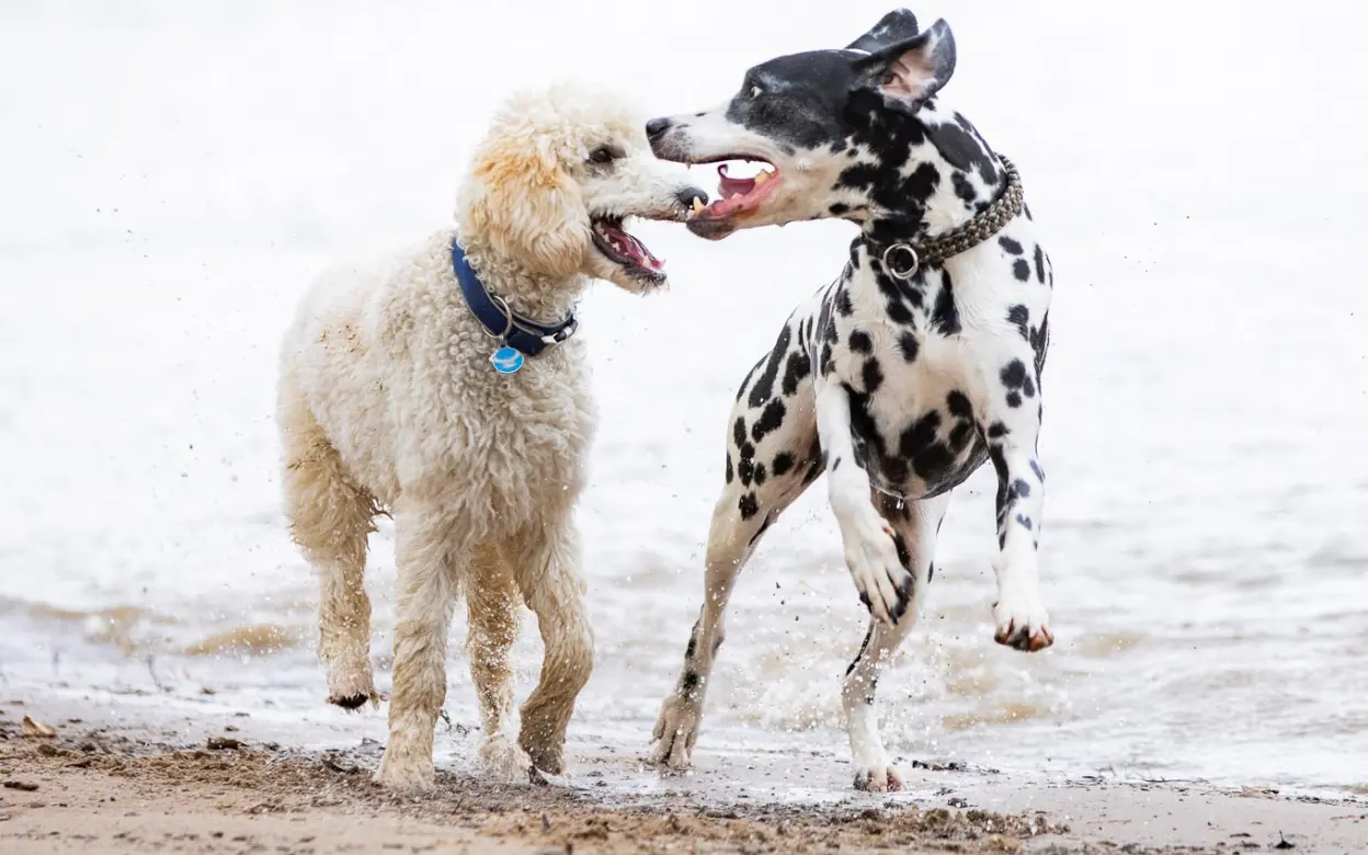 Pudel und Dalmatiner spielen am Wasser