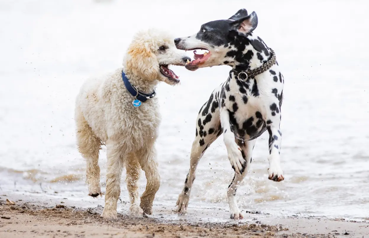 Pudel und Dalmatiner spielen am Wasser