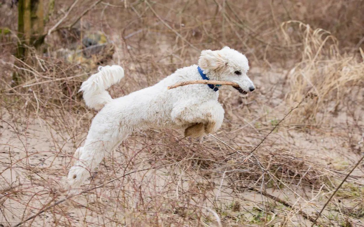 Pudel rennt durch Gestrüpp