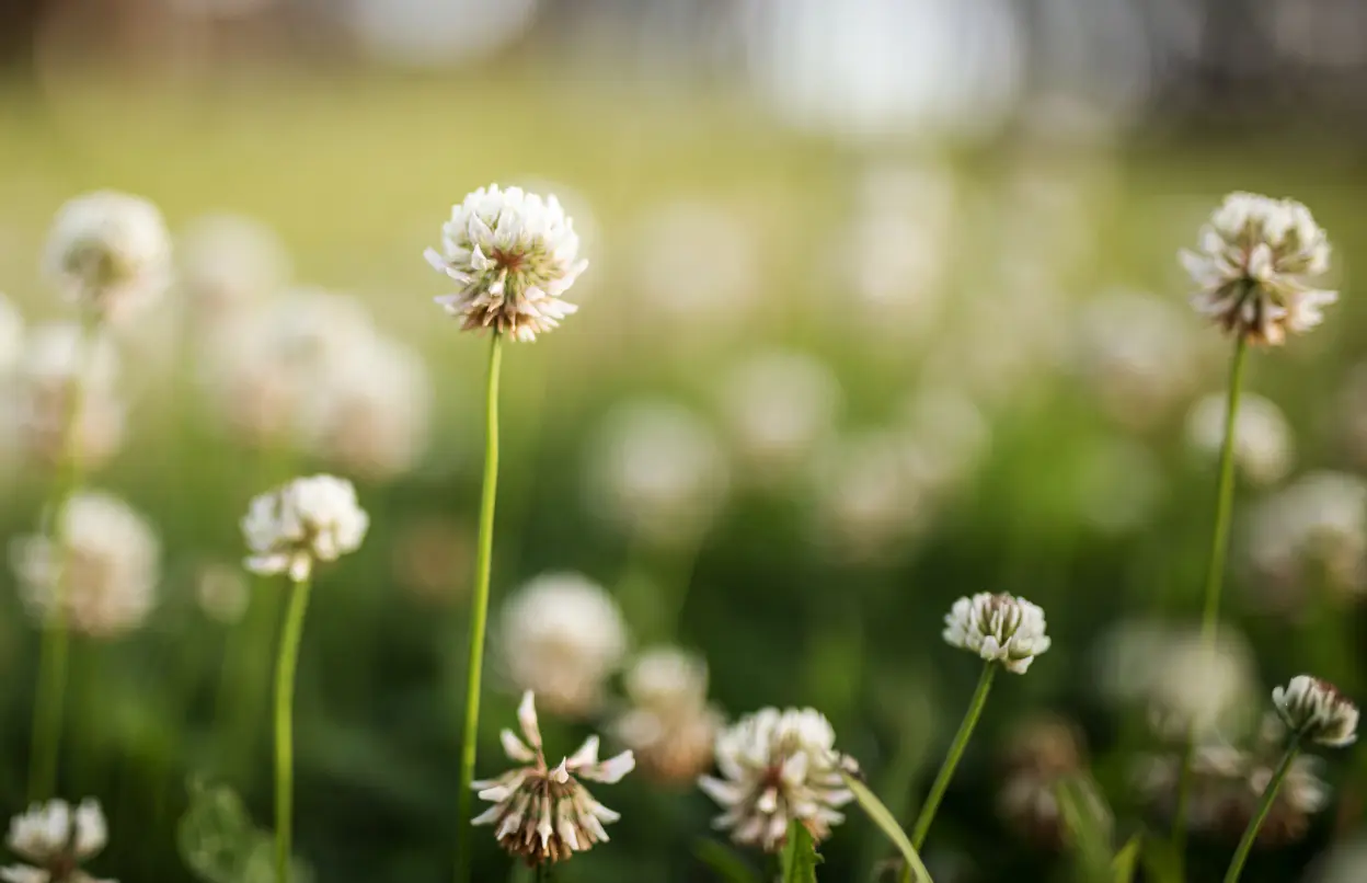 Klee blüht auf einer Wiese