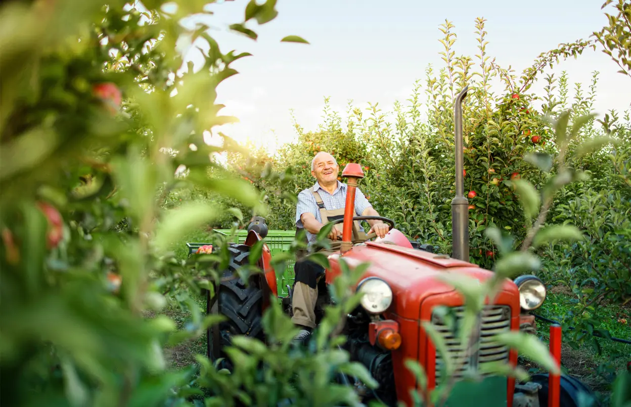 Ein fröhlicher Mann fährt auf einem Traktor durch eine Apfelplantage.
