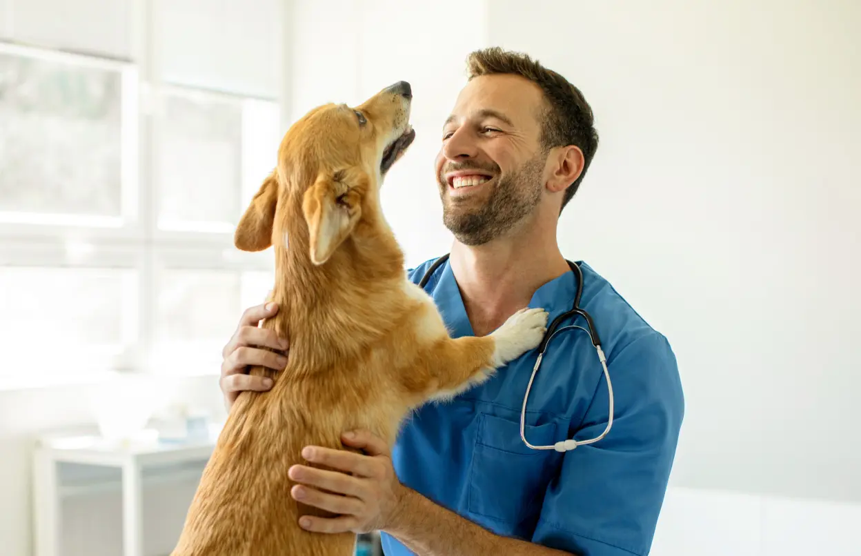 Hund wird vom Tierarzt untersucht