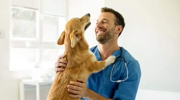 Hund wird vom Tierarzt untersucht