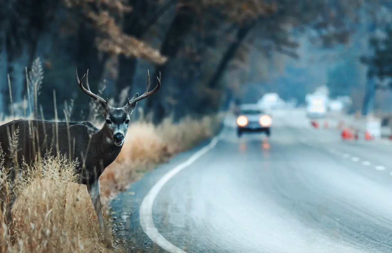 Hirsch steht an Fahrbahnrand 
