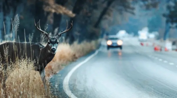 Hirsch steht an Fahrbahnrand 