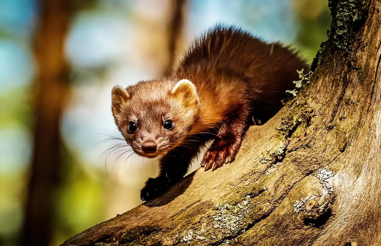 Marder auf einem Baum